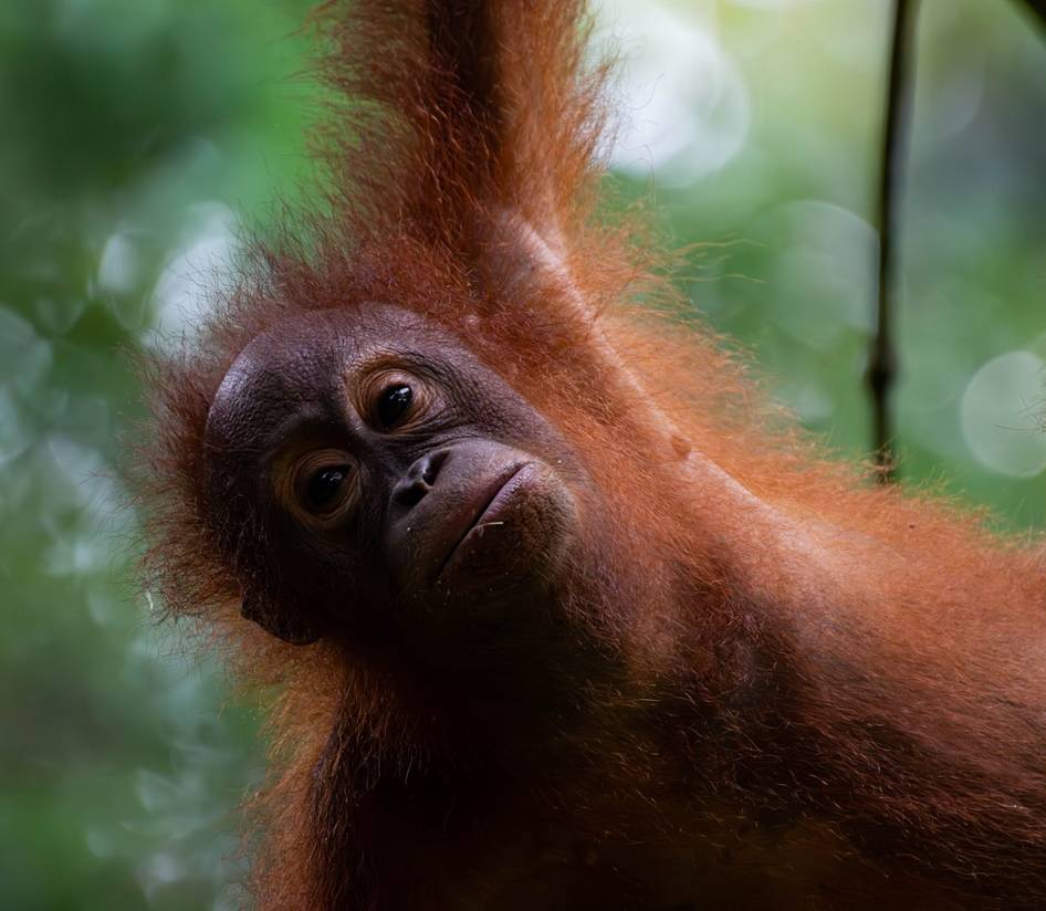 Principales actividades en Borneo