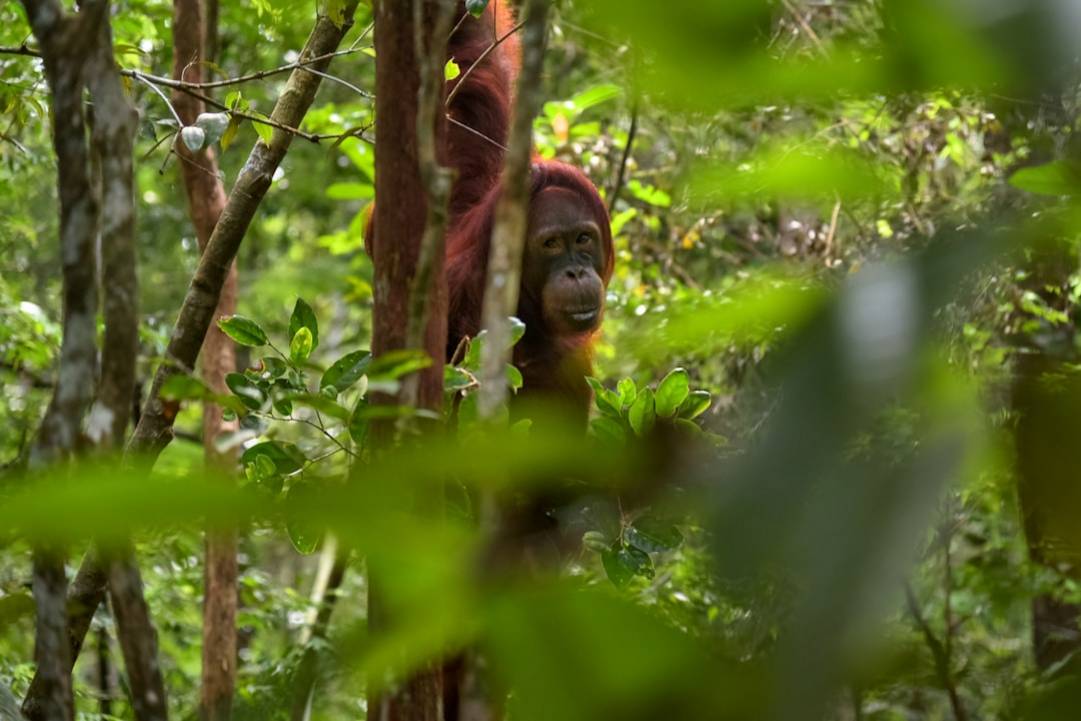 Cómo llegar a Borneo