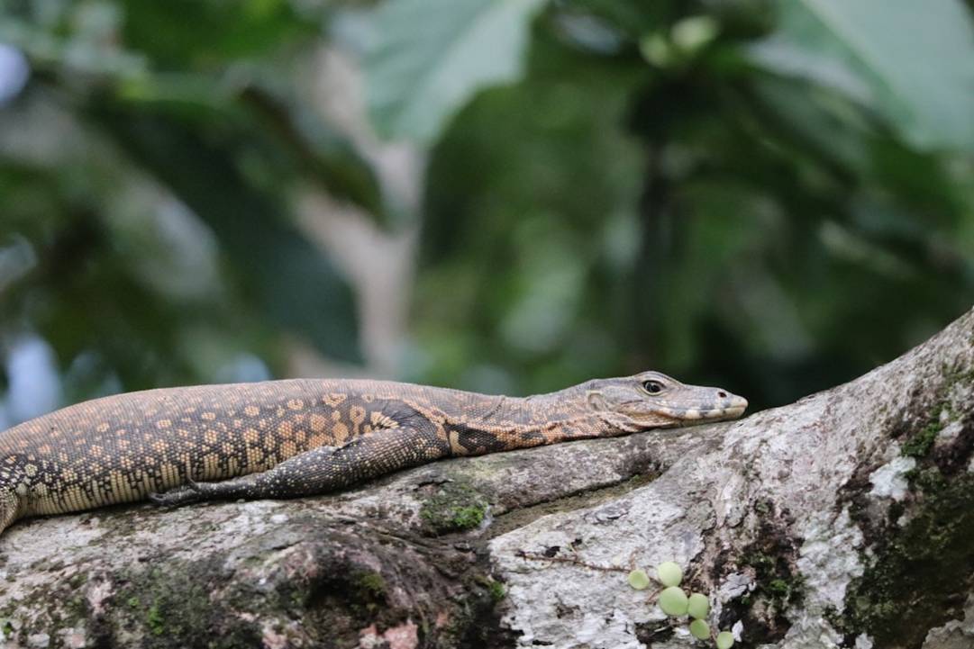 Guía rápida para el Borneo