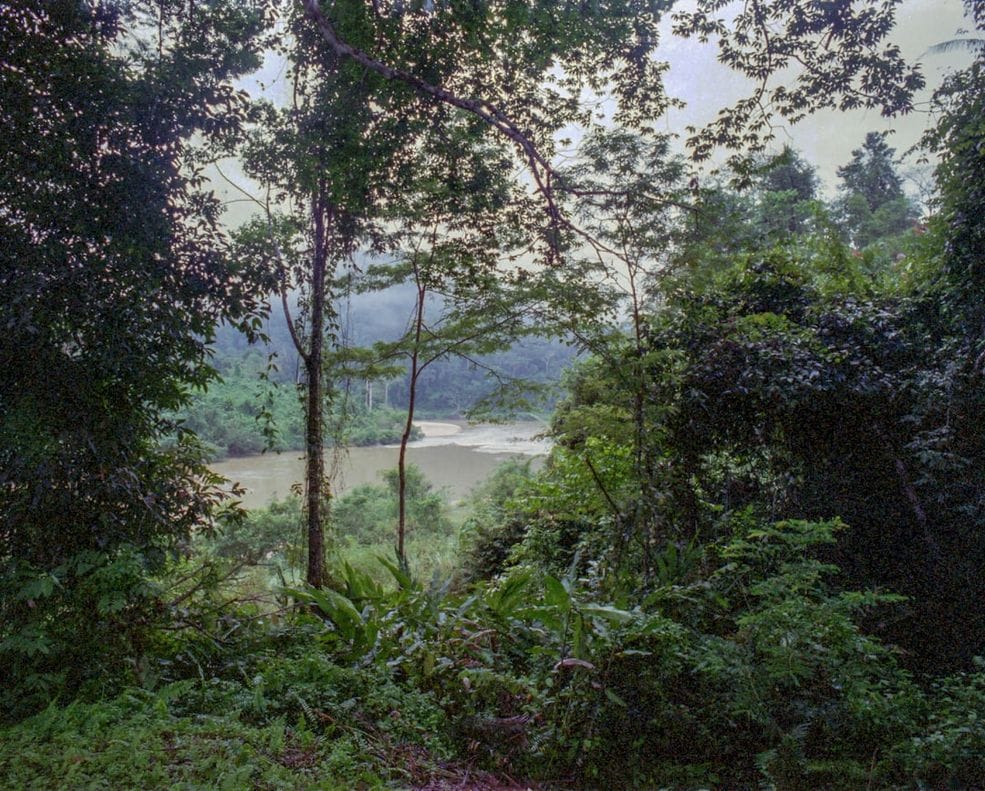 Top 6 imprescindibles: cosas que hacer en el Kinabatangan 1 -Kinabatangan Malasia