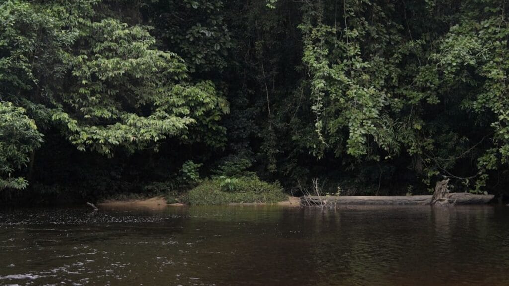 -Borneo Indonesia