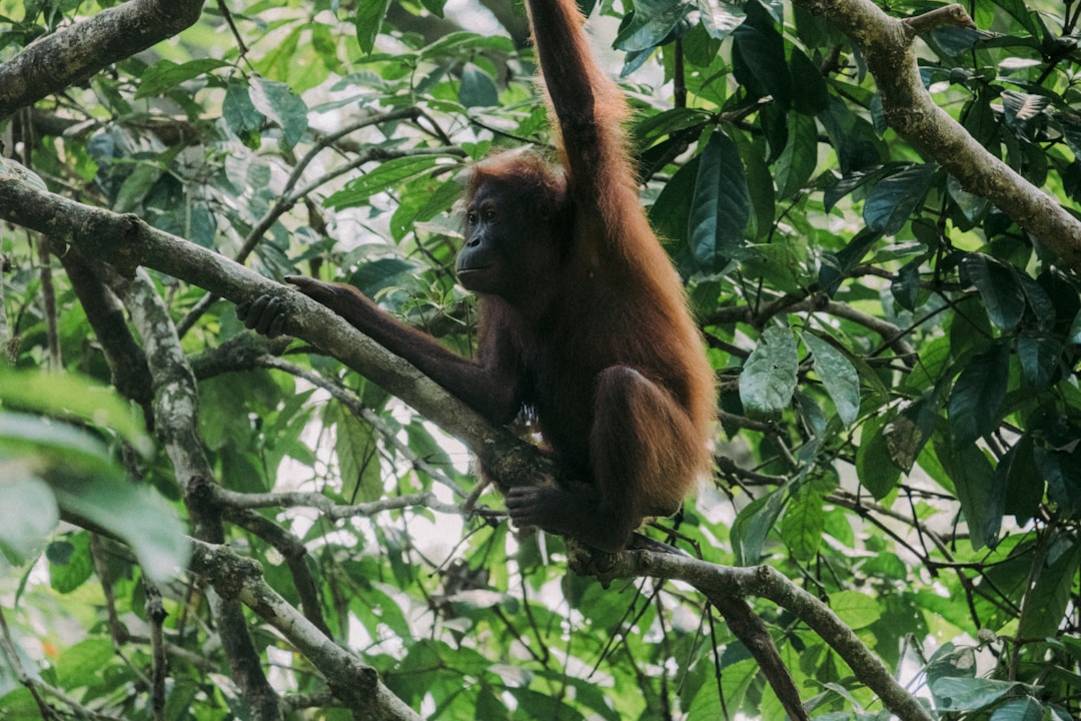 Guía rápida para Sandakan