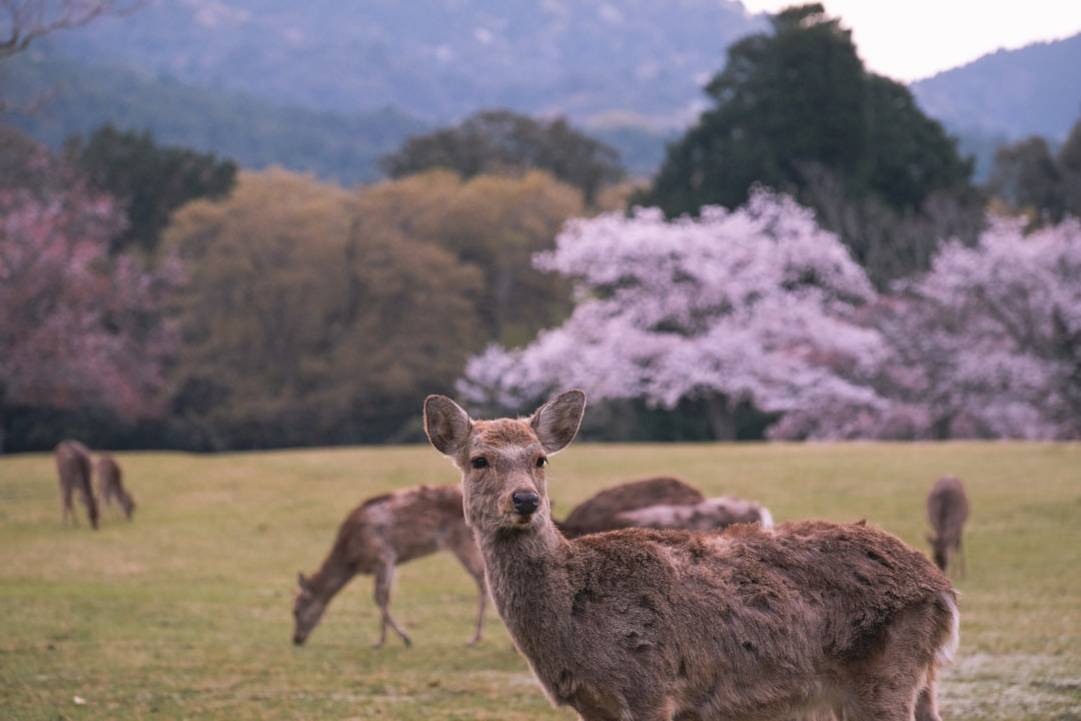 Templo Hōryū-ji Nara