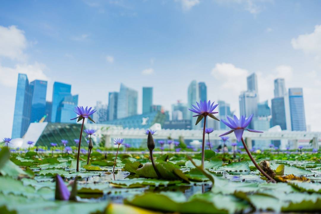 Vista general Pasir Ris Vista general Pasir Ris