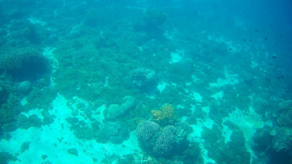 -Buceo en Raja Ampatbuceo-raja-ampatRaja Ampat