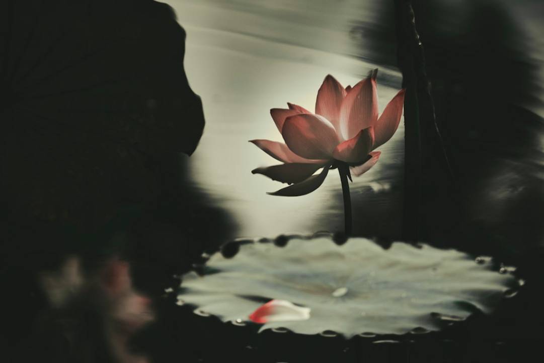 Lago del Oestelago-oeste-hangzhouHangzhou atmosphere