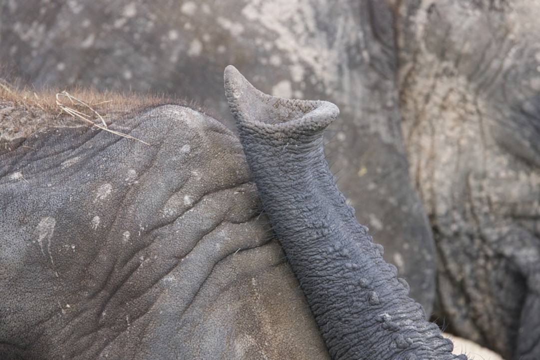 Cascada Elephantcascada-elephantShillong highlights