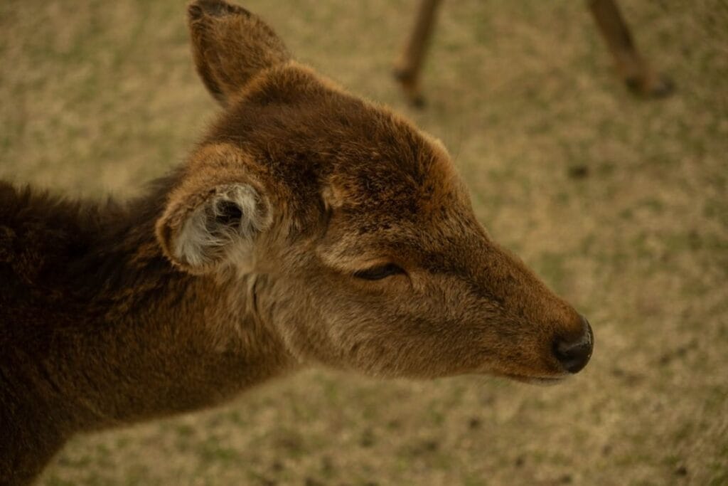 -Parque de Nara y Ciervosnara-parkNara