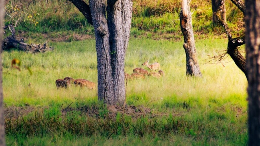 -Safari en Parque Nacional Yalayala-safariTissamaharama