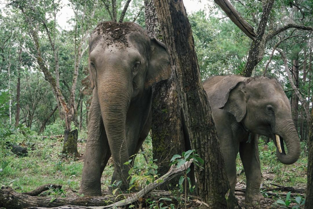 Tailandia and Nepal highlights