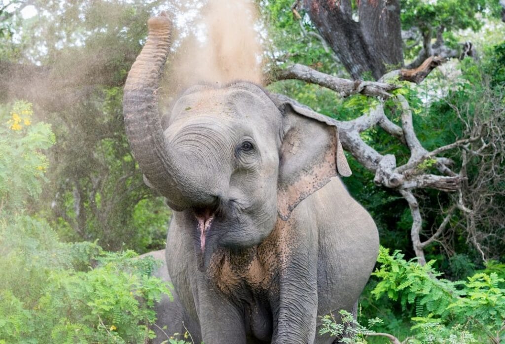 -Parque Nacional Udawalaweudawalawe-safariTissamaharama