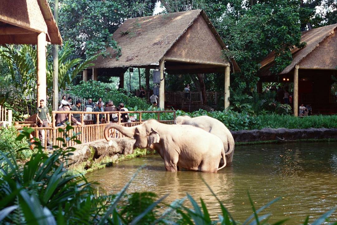 Singapore ZoozooMandai overview