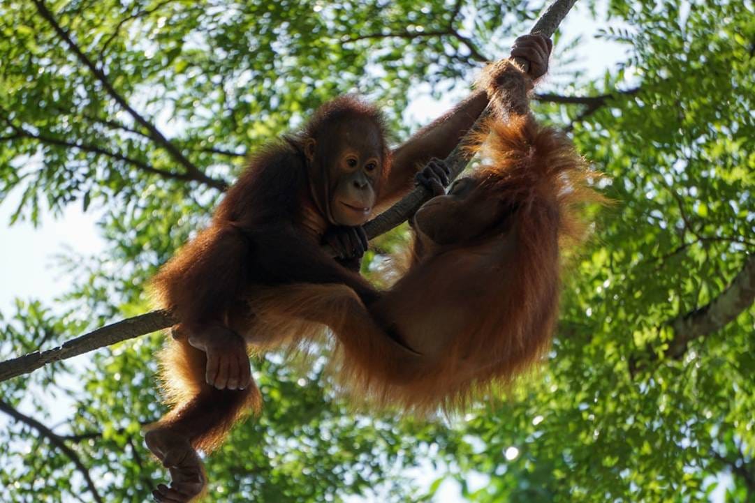Singapore ZoozooMandai highlights