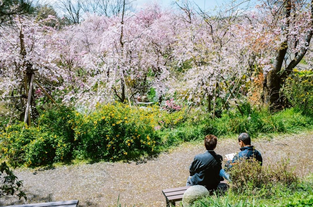 Japan activities and tours