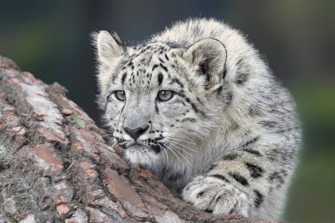 Kazakhstan national parks