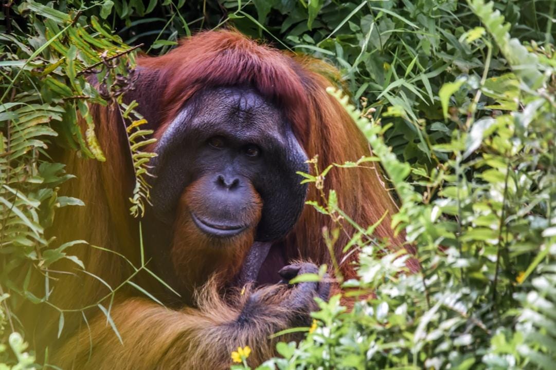 Malaysia national parks